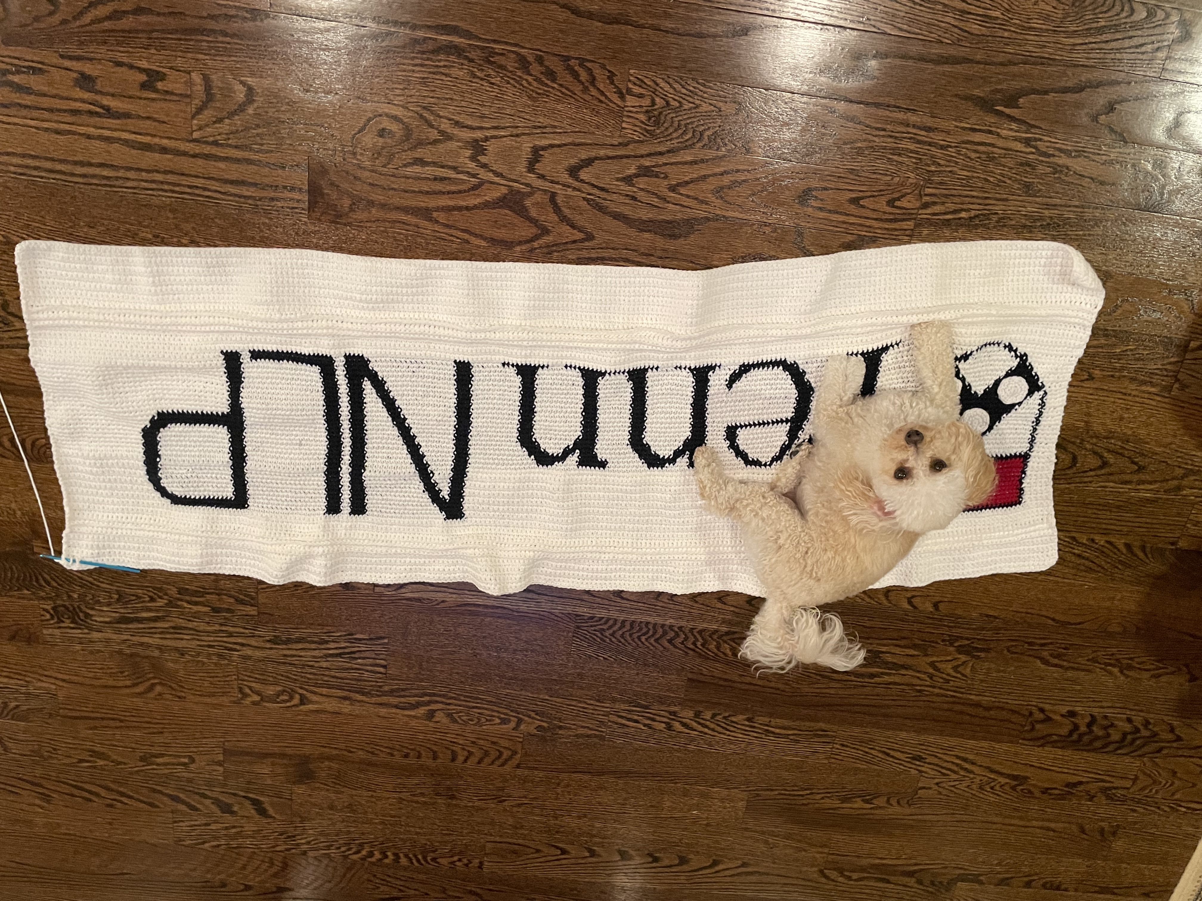 A white crocheted lap blanket with the Penn NLP logo. My small fluffy dog Bella is lying on top, looking relatively unimpressed.